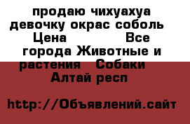 продаю чихуахуа девочку,окрас соболь › Цена ­ 25 000 - Все города Животные и растения » Собаки   . Алтай респ.